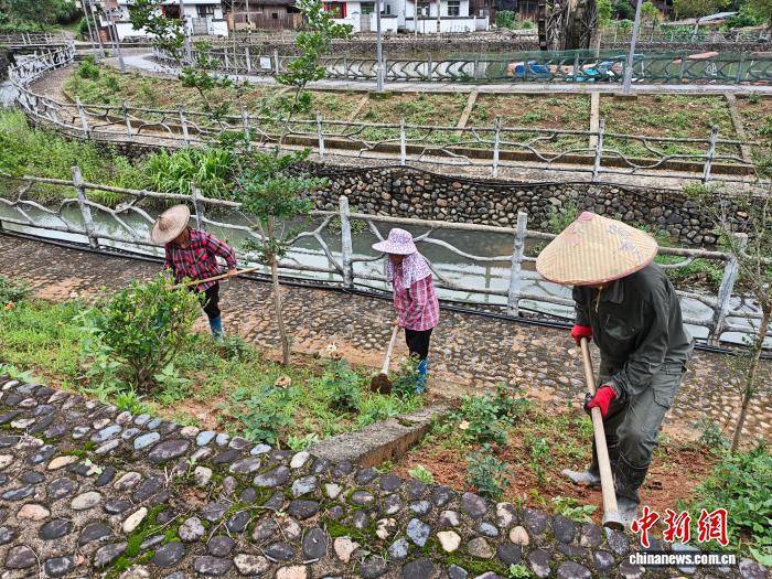 闻香致富” 闽台共“植”畲乡香pg电子平台从“靠山吃山”到“(图3)